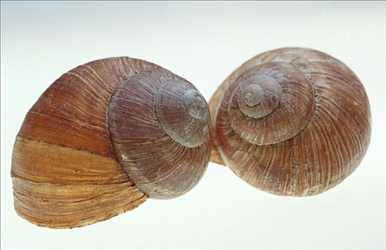蜗牛壳,可食,蜗牛,螺旋