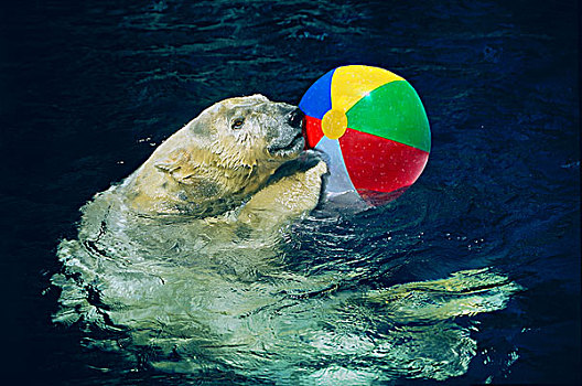 北极熊,玩,水皮球,水,中央公园,动物园,纽约