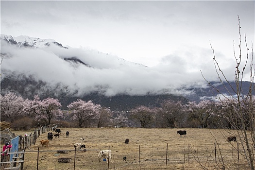 野桃花观赏圣地索松村