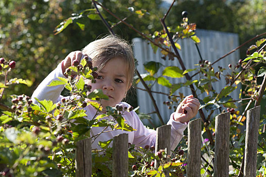 女孩,挑选,黑莓,悬钩子属植物,蚜虫,花园栅栏