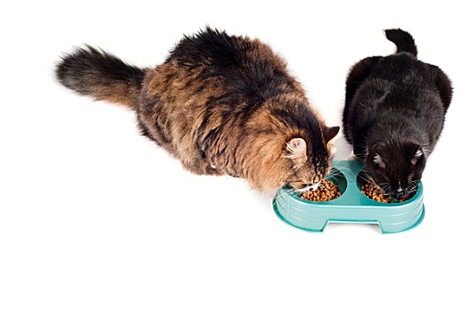 两个,猫,吃,绿色,碗