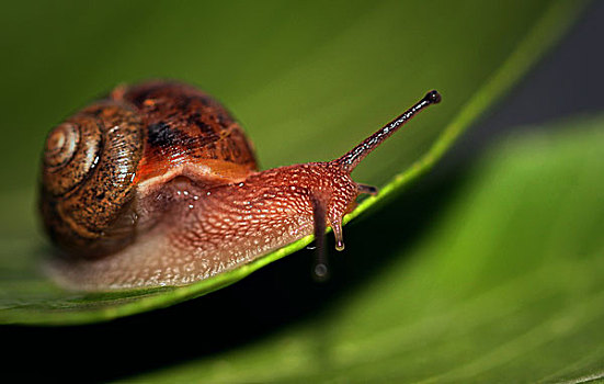 昆虫蜗牛