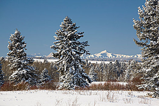 积雪,常青树,山峦,蓝天,艾伯塔省,加拿大