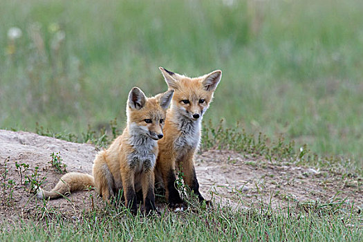 红狐,狐属,幼仔,巢穴