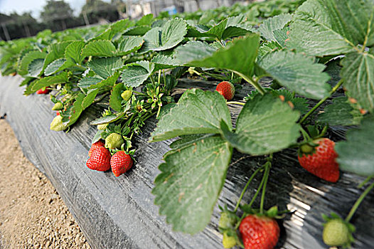 草莓,灌木,花园