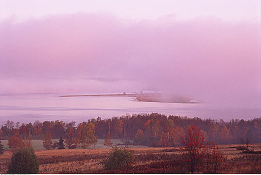 树,晨雾,新布兰斯维克,加拿大