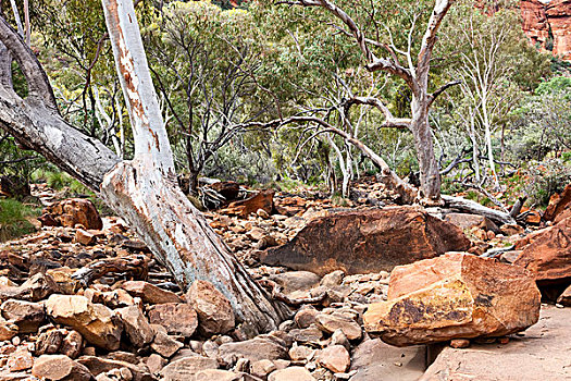 河,红色,干燥,床,国王峡谷,瓦特卡国家公园,北领地州,澳大利亚