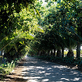 小路,棕榈树,南非
