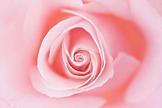 特写,粉红玫瑰