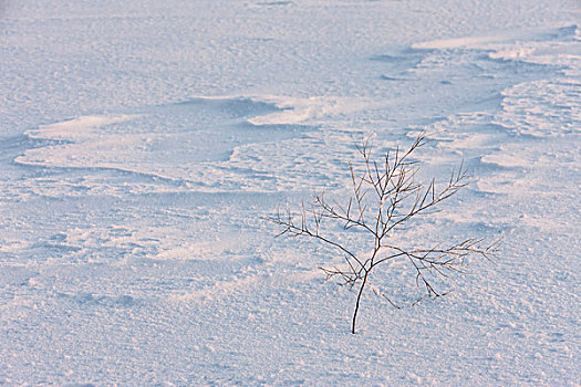 小,荒芜,植物,雪地,站立,一个,积雪,地点