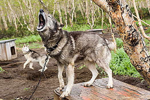 俄罗斯,堪察加半岛,哈士奇犬,雪橇狗,叫喊
