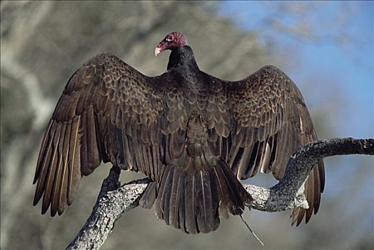 美洲鹫,红头美洲鹫,成年,栖息,枝头,弄干,翼,朝日,春天,国家野生动植物保护区,德克萨斯