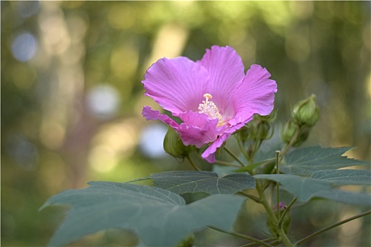 粉红色的木芙蓉