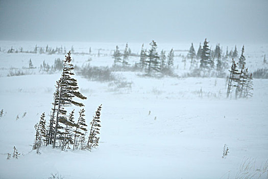 北方,树际线,北方针叶林,亚北极地区,曼尼托巴,加拿大