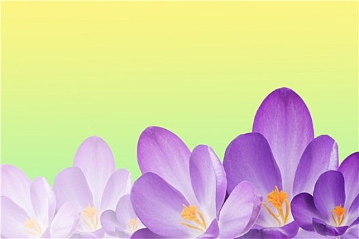 紫色,藏红花,花,春天,背景