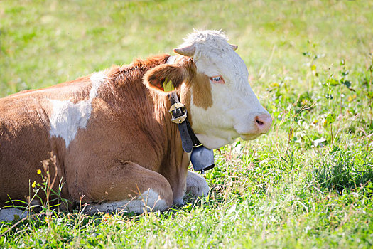 纯种动物,赫里福德牛,躺着,阿尔卑斯山,阳光,草场,草地