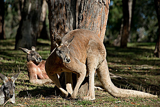 澳大利亚,阿德莱德,野生动植物园,红色,袋鼠,红袋鼠,两个,大,树林栖息地,大幅,尺寸