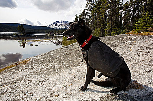雪橇狗,狗,空,潜鸟,湖,小路,育空地区,不列颠哥伦比亚省,加拿大