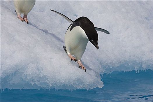 阿德利企鹅,准备,边缘,冰山,寒冷,水,保利特岛,南极