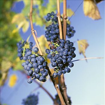 酿红酒用葡萄,品种,普通,提洛尔