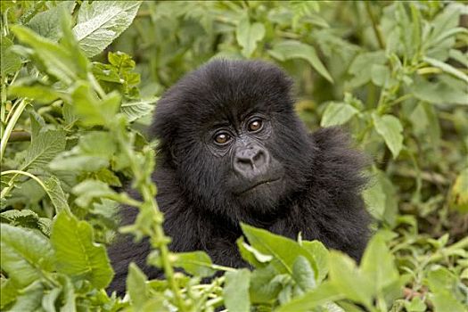 山地大猩猩,大猩猩,幼小,国家,卢旺达