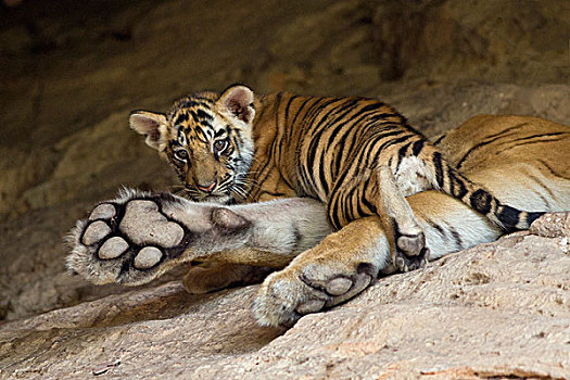 孟加拉虎,虎,星期,老,幼兽,母亲,巢穴,班德哈维夫国家公园,印度