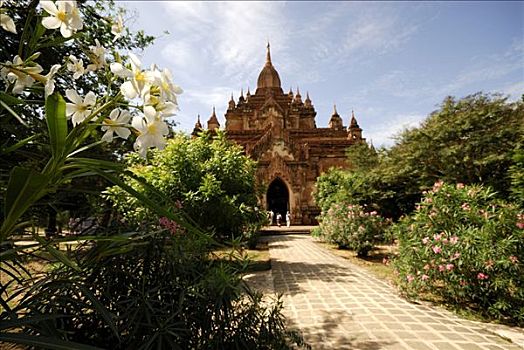 塔,隐藏,后面,庙宇,花,蒲甘,缅甸,东南亚