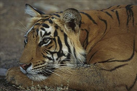 孟加拉虎,虎,母兽,休息,伦滕波尔国家公园,印度