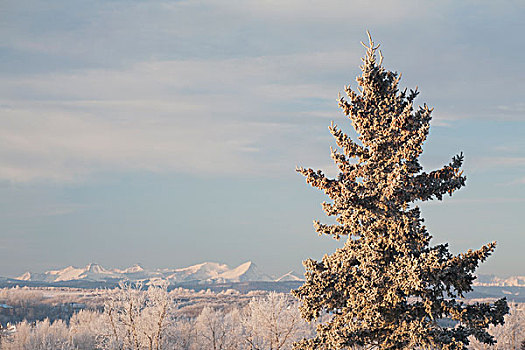 霜,树,加拿大,落矶山,艾伯塔省
