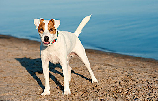 杰克罗素狗,狗,海滩
