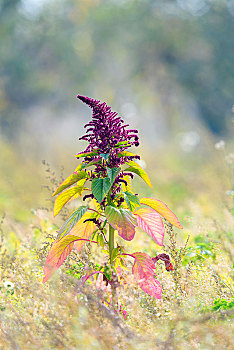 紫色,花,血,苋属植物,巴登符腾堡,德国,欧洲