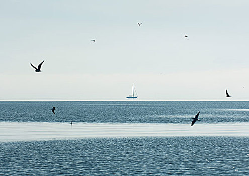 海鸥,飞跃,水,船,背景