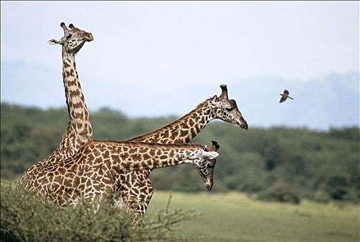 长颈鹿,非洲,动物