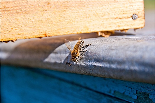 一个,蜜蜂,蜂巢