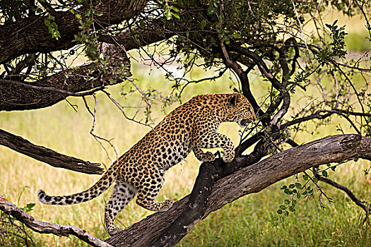 豹,4个月,老,幼兽,站立,树上,纳米比亚