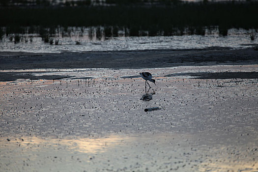 新疆巴里坤,巴里坤湖湿地水鸟优雅生活