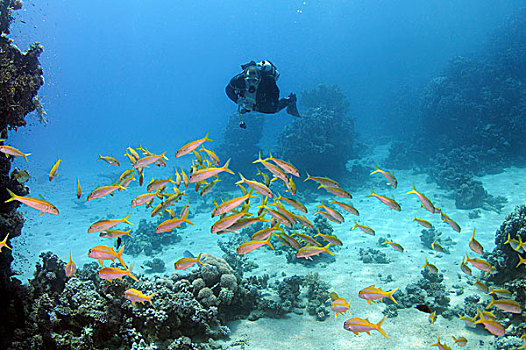 潜水,游泳,靠近,鱼群,珊瑚礁,红海,阿布达巴卜,埃及,非洲