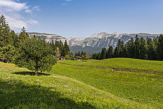 风景,高原,莱茵河峡谷,靠近,区域,瑞士
