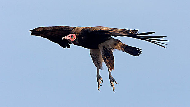 兜帽,秃鹰,成年,飞行,克鲁格国家公园,南非,非洲