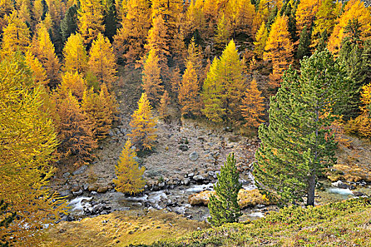 阿尔卑斯山,落叶松,溪流,秋天,瑞士