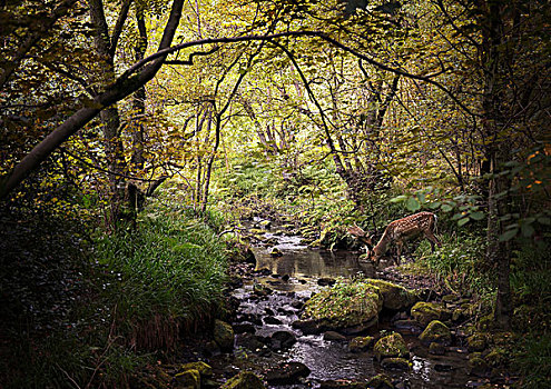 鹿,树林,喝,河流,西米德兰兹郡,英国
