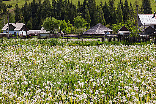 罗马尼亚,布科维纳,区域,乡村,风景