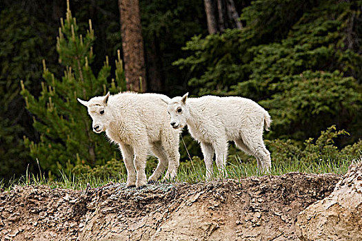 石山羊,雪羊,碧玉国家公园,艾伯塔省,加拿大