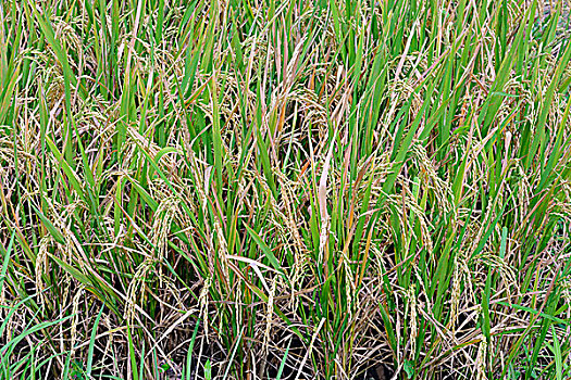 成熟,稻谷,稻米,植物,稻田,北方,巴厘岛,印度尼西亚,亚洲