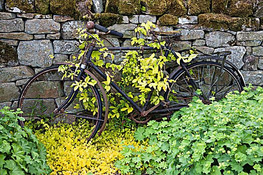 自行车,围绕,遮盖,叶子,诺森伯兰郡,英格兰