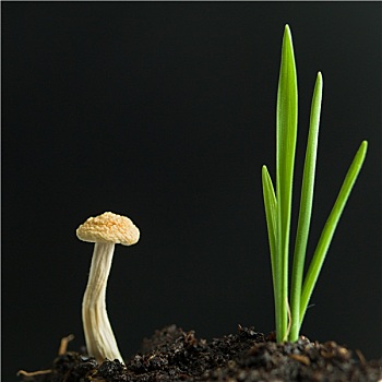 年轻,蘑菇,农作物,发芽,土地