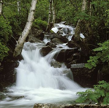 河流,桦树,树林,挪威