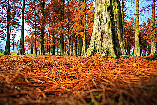 秋色,秋意,水杉,树林