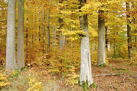 秋天,彩色,山毛榉,树林