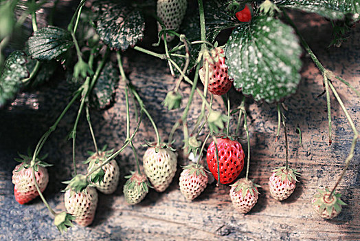 草莓,种植